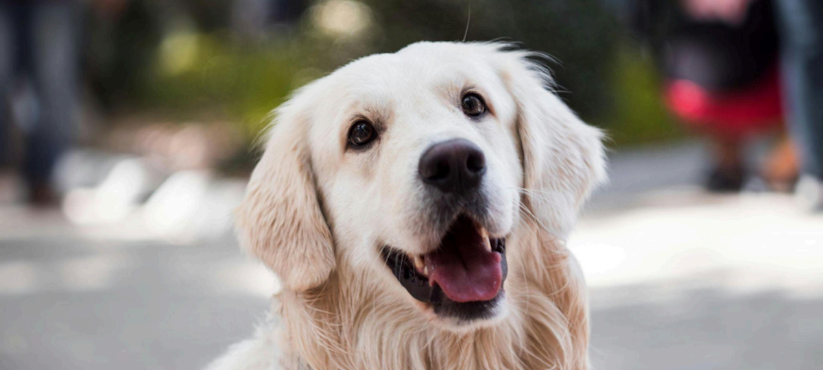 The Role of Compounding in Customizing Your Pet’s Medications