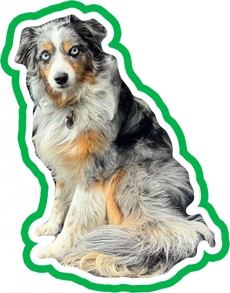 Pets image